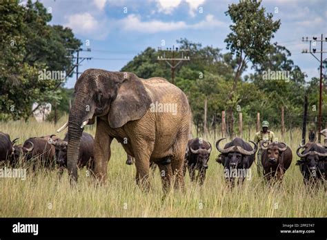 Members Of Big Five African Animals Elephant And Buffalo Walking