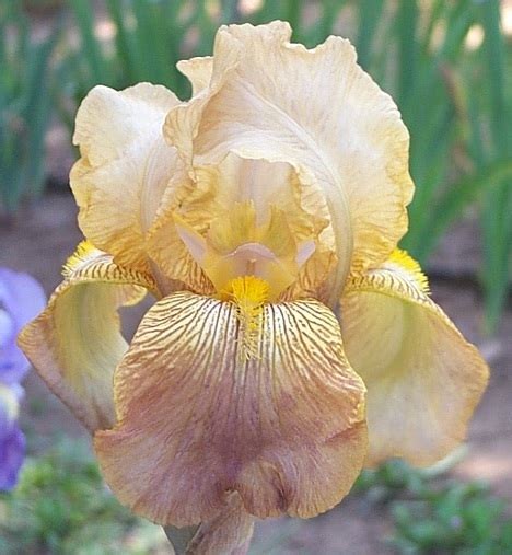 Midwest Gem Historic Iris Preservation Society