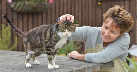 Missing Cat Finally Finds Its Way Home After Incredible 13 Years