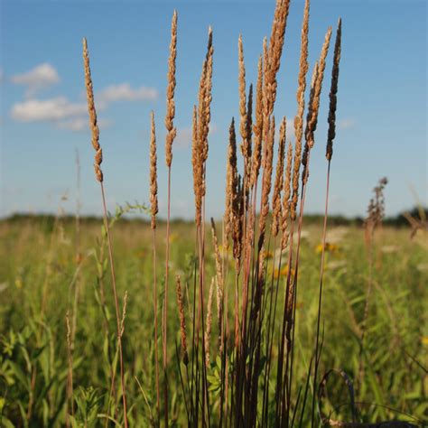 Mn Native June Grass Plants Natural Shore Technologies