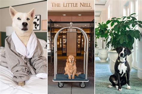 Most Pet Friendly Hotels In The World