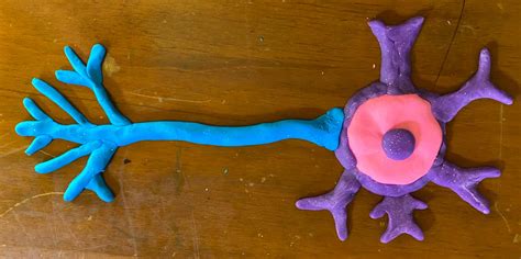 Motor Neurons Part 1 Build A Neuron With Playdough Science Fest