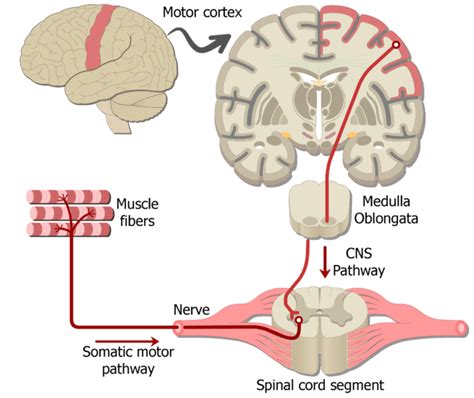 Motor Pathways Nervous System Motor Neuron Pathways In The Somatic