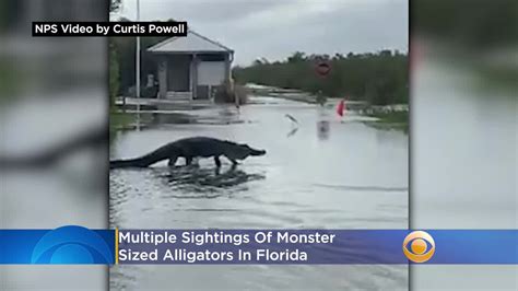 Multiple Sightings Of Monster Sized Alligators In Florida Youtube