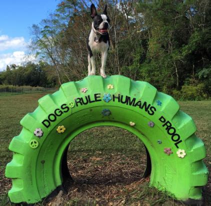 Must See 6 Gorgeous Destination Dog Parks Around The World Indoor