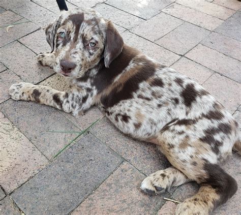 My Sister Amp 39 S New Brindle Labrador Puppy Is Adorable Actually A Lab Aussie Shepherd Mix R Aww