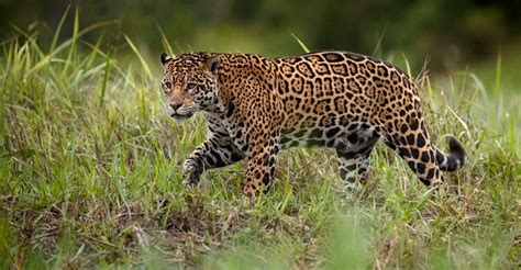 Natural Habitat Adventures Wants Travelers To See Jaguars In The Wild