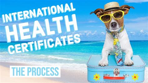 Navigating International Pet Travel Health Certificates For Dogs