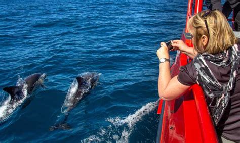 Nelson Bay 1 Hour Dolphin Watching Cruise With Commentary Getyourguide