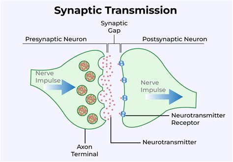 Nerve Impulse Its Transmission Impulse Generation Videos Examples