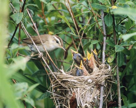 Nesting Birds Bird Animals