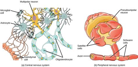 Neurons Organismal Biology