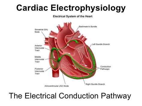 Normal Electrical Impulse Pathway Nursing School Tips Diagnostic