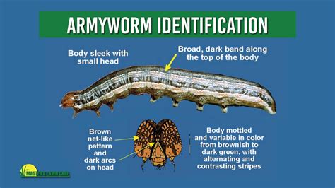 North Florida Lawn Pest Of The Month Armyworms The Masters Lawn Care