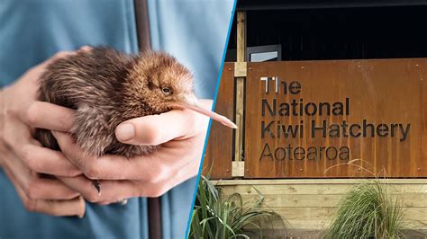 Not For Kiwis New Zealanders Review Of The National Kiwi Hatchery