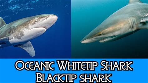 Oceanic Whitetip Shark Blacktip Shark The Differences Youtube