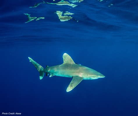 Oceanic Whitetip Shark Carcharhinus Longimanus Angari Foundation