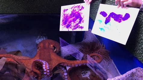 Octopus Shows Off Painting Talent At Florida Aquarium Fox News