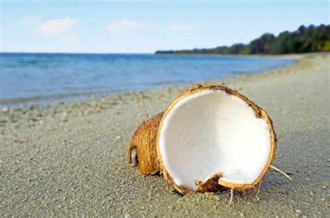 Opened Coconut On Sandy Sea Shore Stock Photos Image 34763583