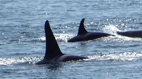 Orca Sighting Aug 15 2019 Youtube