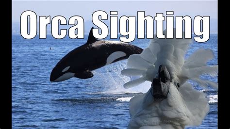 Orca Sighting Youtube