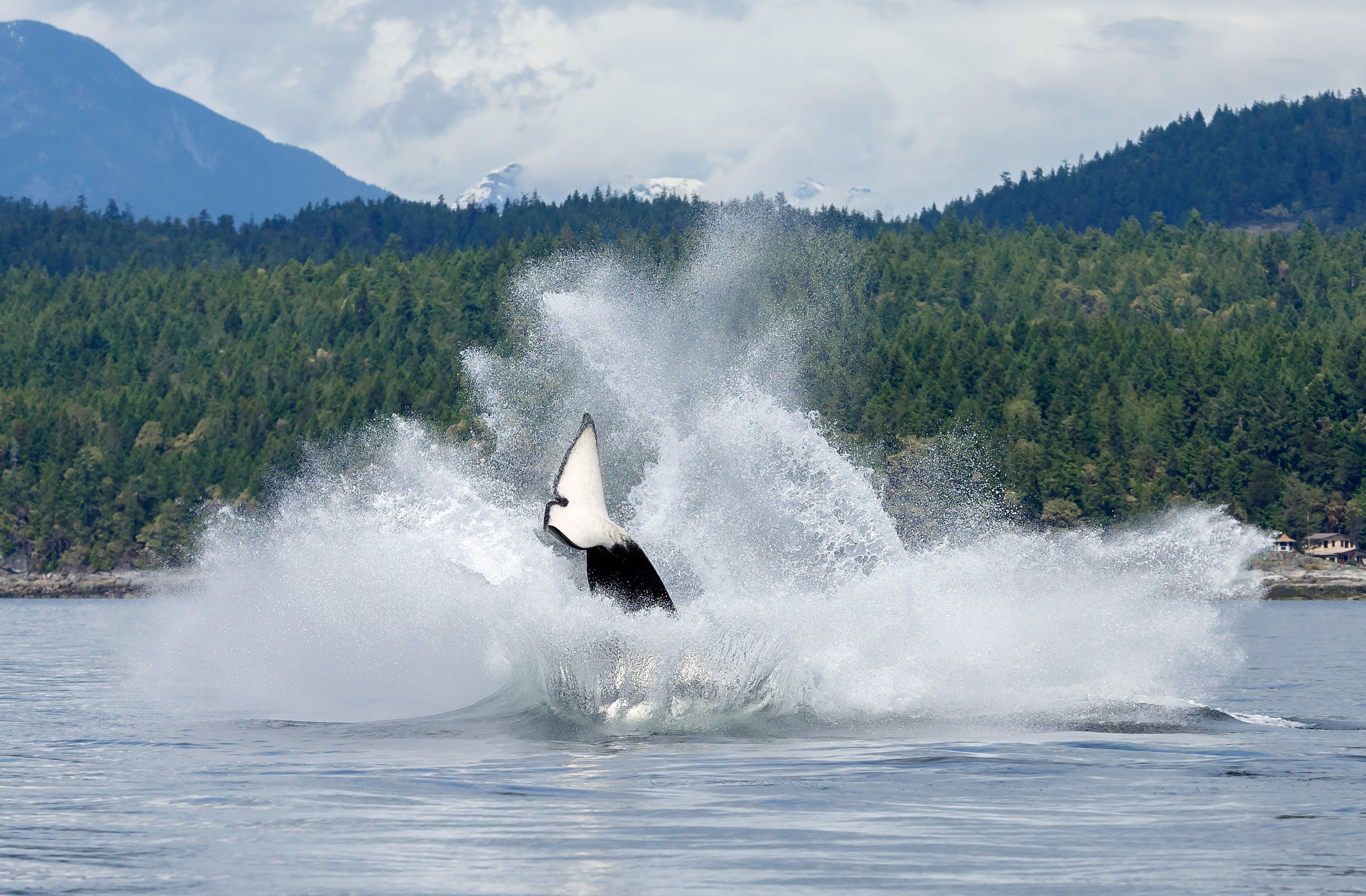 Orca Sightings Can You See Killer Whales Off The Coast Of San Diego Next Level Sailing