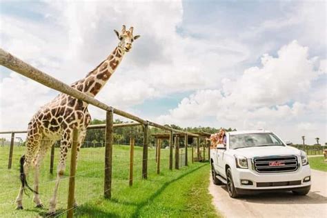 Orlando Drive Thru Safari Park Na Wild Florida Getyourguide