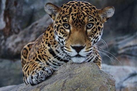 Our Favorite Jaguar Animal Facts To Celebrate December S Featured