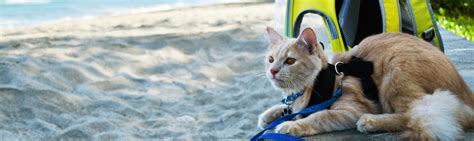 Our Favorite Pet Travel Tips Harmony Veterinary Center