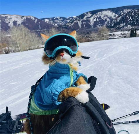 Owner Of Adventure Cat Liebchen Travels Talks About Her Cat