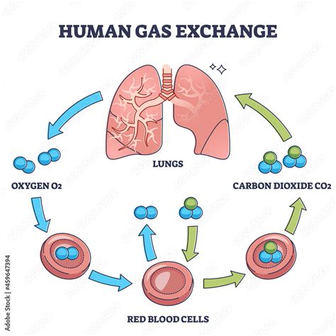 Oxygen And Carbon Dioxide Transport