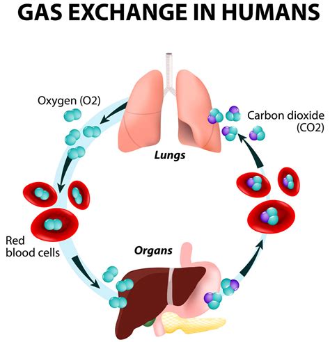 Oxygen Transport Cycle Pediatric Pulmonologists