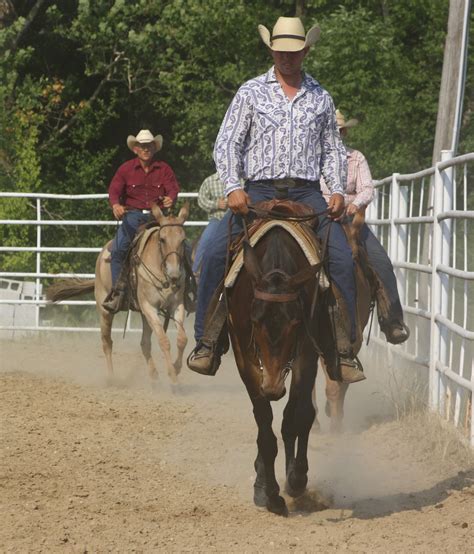 Pairadice Mules Bluff Jumping