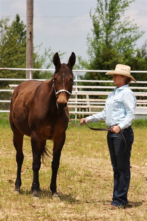 Pairadice Mules Cuba Mule Show