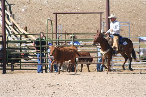 Pairadice Mules Ranch Mule Competition