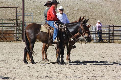 Pairadice Mules Team Roping