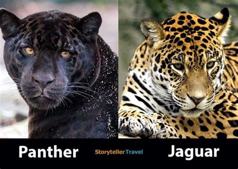 Panther Vs Jaguar 7 Differences 8 Misconceptions Clarified