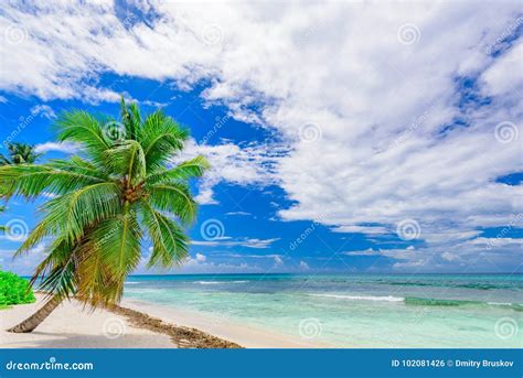 Paradise Tropical Beach Palm The Caribbean Sea Stock Photo Alamy