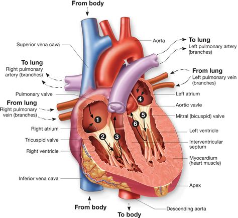 Path Of Blood Through The Heart New Health Advisor