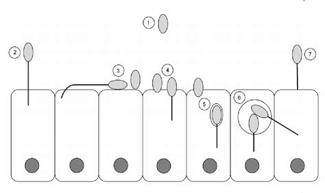 Pdf How Do Microsporidia Invade Cells Semantic Scholar