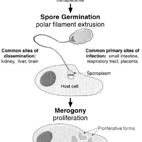 Pdf Mammalian Microsporidiosis