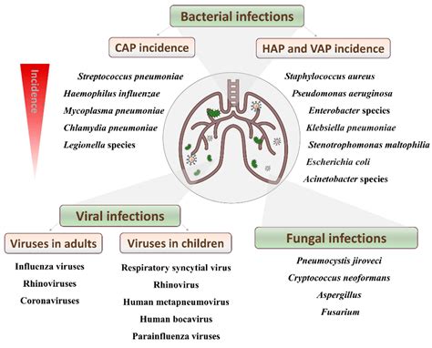 Penicillin Susceptible Streptococcus Pneumoniae Most Common Cause Of