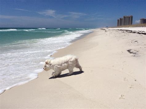 Pensacola Dog Beach