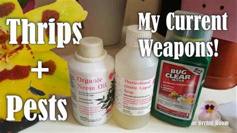 Pesticide Recipe The Best Bug Killing Mix For Mites Mealybugs Aphids And Thrips