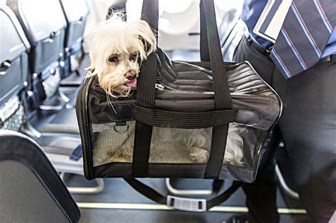 Pet Air Travel Tips From Vet Dr Evan Antin