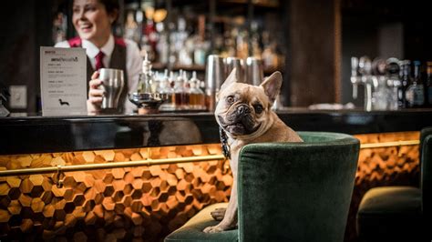 Pet Friendly Bar In London Park Lane Restaurant