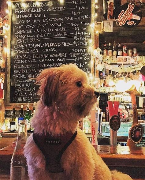 Pet Friendly Bars Near Me