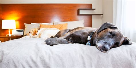 Pet Friendly Hotels 2019 2020 Travelzoo