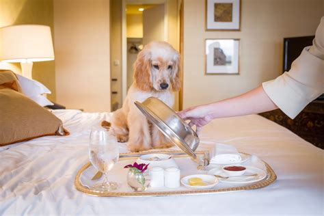 Pet Friendly Hotels In Singapore For The Whole Family Furkids Included Singaporemotherhood Com