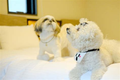 Pet Friendly Hotels In Tokyo Stay With Your Pet In These Neighborhoods